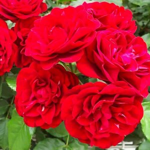 Роза Лили Марлен флориб. (1) туба