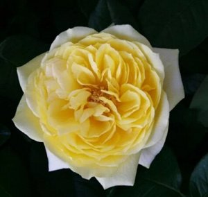 Роза Николя Уло флориб. (1) туба
