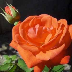 Роза Оранж Сента флориб. (1) туба