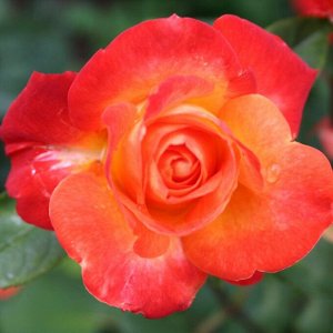 Роза Пигалль 85 флориб. (1) туба