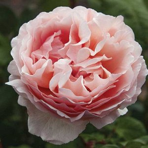 Роза Принцесса де Монако чайн.-гибрид. (1) туба