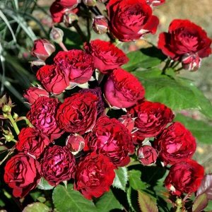 Роза Ред Сенсейшн флориб. (1) туба