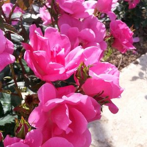 Роза Родин флориб. (1) туба