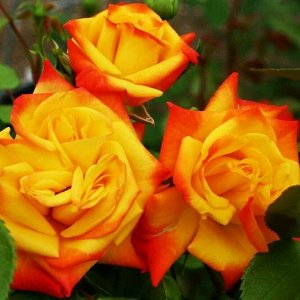 Роза Самба флориб. (1) туба