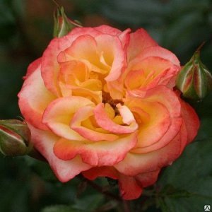 Роза Сунита флориб. (1) туба