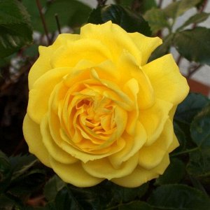 Роза Фрезиа флориб. (1) туба