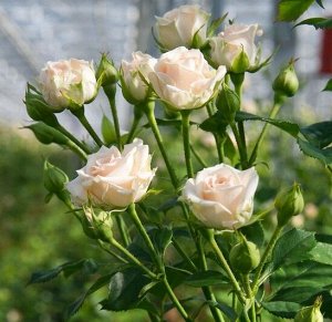 Роза Яна флориб. (1) туба