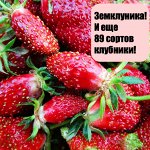 Ликвидация кактусов! Огромные скидки на всё