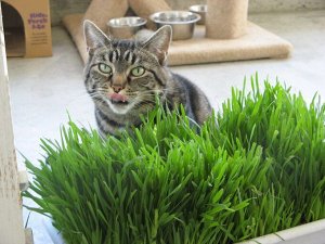 Трава для кошек 10г