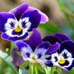 Виола (семена)