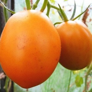 Де Барао оранжевый томат 0,1г