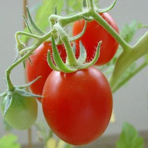 Земляк томат 25шт