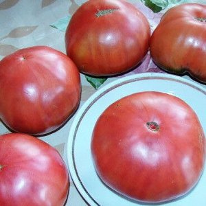 Королевская мантия томат 20шт