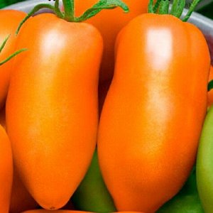 Перцевидный оранжевый томат 20шт