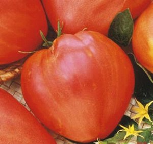 Сахарный Гигант томат