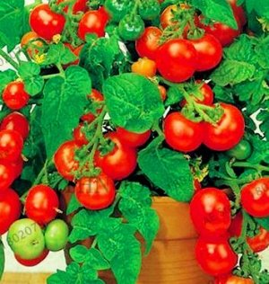 Бонсай балконный томат 0,1 г