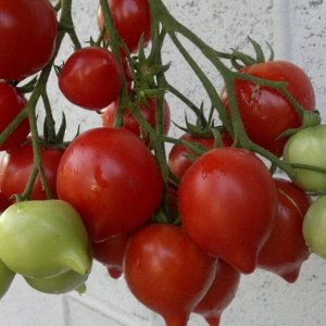Буденовка томат 15 шт