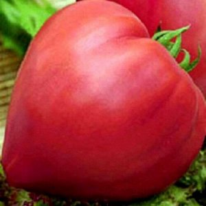 Бычье сердце томат  0,1г