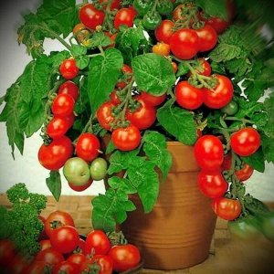 Бэйби Черри Ред F1 карликовый томат 8шт