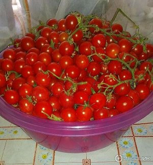 Вишня красная томат 0,1 г
