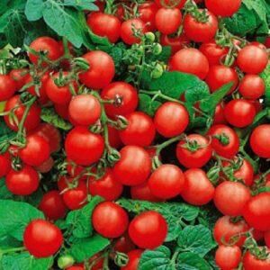 Горшечный красный томат 0,1 г