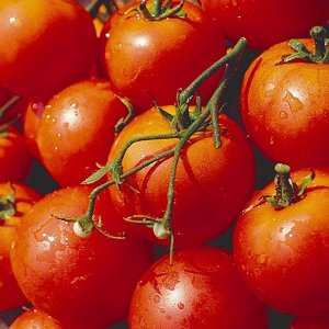 Дубрава томат 0,1г