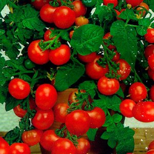 Минибел карликовый томат 15шт