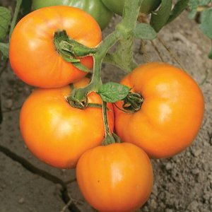Оранж томат 25шт