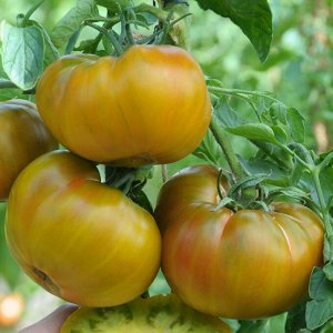 Ромовая бабка томат 20шт