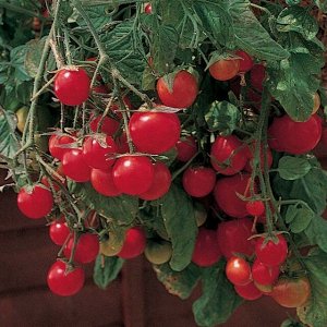 Садовая жемчужина томат 10 шт