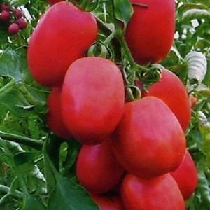 Сливка московская томат