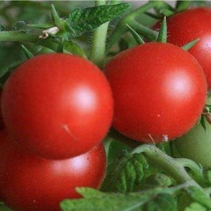 Снегирек томат 0,05 г