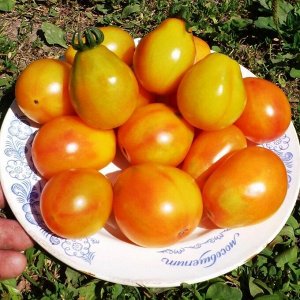 Янтарный томат 20шт