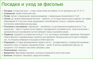 Румба фасоль овощная 20шт (или 5 гр.)