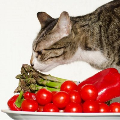 Премиум корма + Наполнители, смываемые в унитаз — Диетическое питание для кошек — royal canin