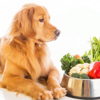 Премиум корма + Наполнители, смываемые в унитаз — Диетическое питание для собак — royal canin
