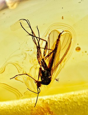 Бусы из натурального янтаря «Слива крупная лимонная» с включениями насекомых, 900408730