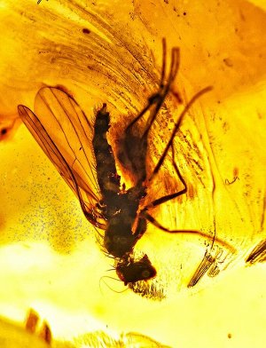Чётки-бочонки из натурального янтаря с включениями насекомых, 005702014