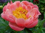 Пион Pink Hawaiian Coral