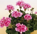 Пеларгония зональная Toscana Castello Lavender Eye (Raiko)