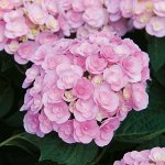 Гортензия крупнолистная Лав