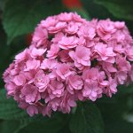 Гортензия крупнолистная Тугезер