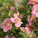 Лапчатка кустарниковая Пинк Уиспер
