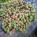 Седум испанский Вар. Минус