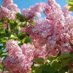 Сирень обыкновеная Калифорния Роуз