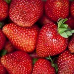 Земляника садовая Сельва (Р9)