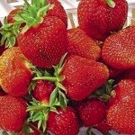 Клубника Дарселект