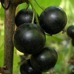 Смородина черная Ядреная