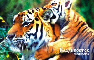 3Д открытка "Тигры" 9*14 см