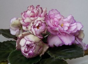 Фиалка АВ - Розовые розы